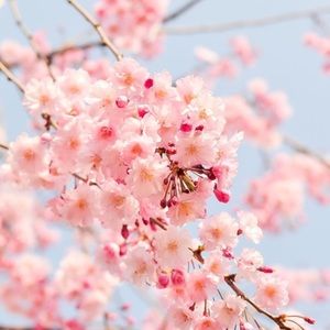 🌸Welcome To My Closet🌸